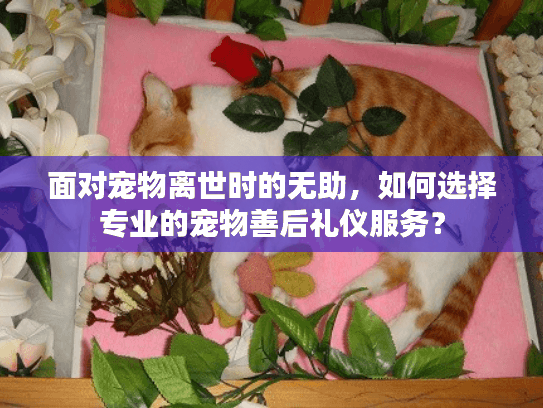 面对宠物离世时的无助，如何选择专业的宠物善后礼仪服务？