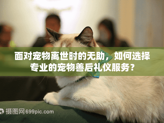 面对宠物离世时的无助，如何选择专业的宠物善后礼仪服务？