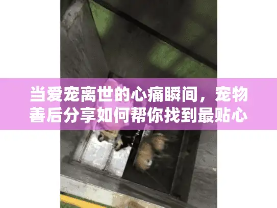 当爱宠离世的心痛瞬间,宠物善后分享如何帮你找到最贴心的殡葬服务 当爱宠离世的心痛瞬间,宠物善后分享如何帮你找到最贴心的殡葬服务