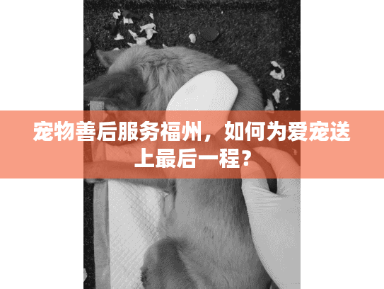 宠物善后服务福州，如何为爱宠送上最后一程？