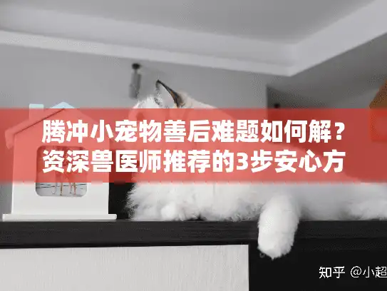 腾冲小宠物善后难题如何解？资深兽医师推荐的3步安心方案