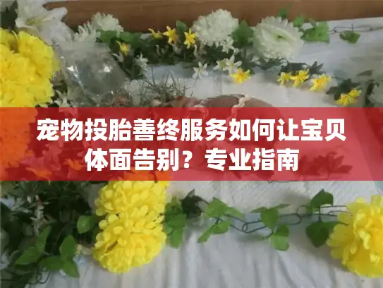 宠物投胎善终服务如何让宝贝体面告别？专业指南