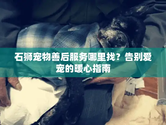 石狮宠物善后服务哪里找?告别爱宠的暖心指南 石狮宠物善后服务哪里找?告别爱宠的暖心指南