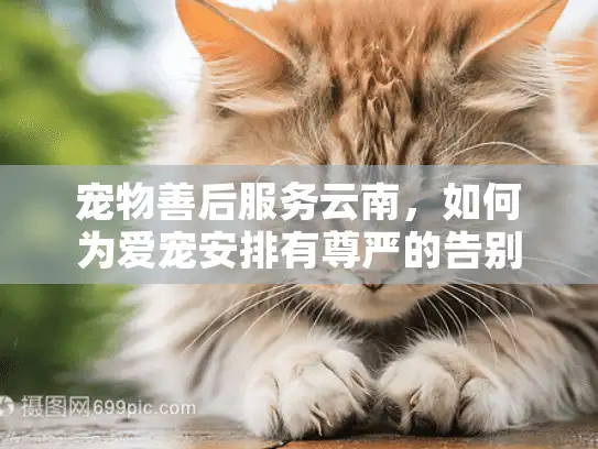 宠物善后服务云南，如何为爱宠安排有尊严的告别？