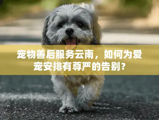 宠物善后服务云南，如何为爱宠安排有尊严的告别？