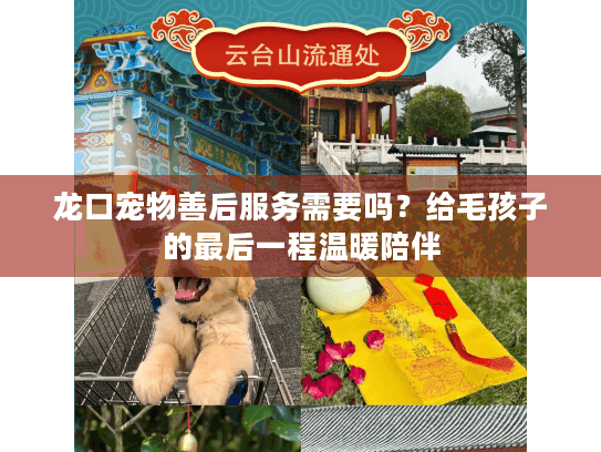 龙口宠物善后服务需要吗？给毛孩子的最后一程温暖陪伴