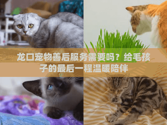 龙口宠物善后服务需要吗？给毛孩子的最后一程温暖陪伴