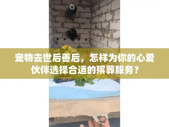 宠物去世后善后，怎样为你的心爱伙伴选择合适的殡葬服务？