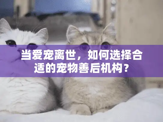当爱宠离世，如何选择合适的宠物善后机构？