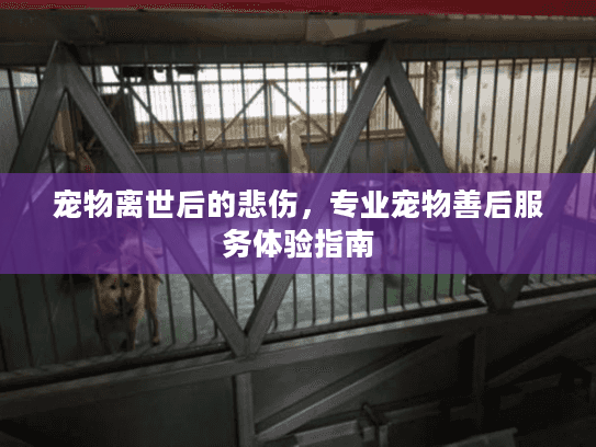 宠物离世后的悲伤,专业宠物善后服务体验指南 宠物离世后的悲伤,专业宠物善后服务体验指南