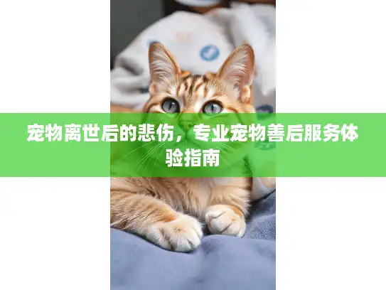 宠物离世后的悲伤,专业宠物善后服务体验指南 宠物离世后的悲伤,专业宠物善后服务体验指南