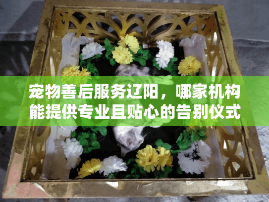 宠物善后服务辽阳,哪家机构能提供专业且贴心的告别仪式? 宠物善后服务辽阳,哪家机构能提供专业且贴心的告别仪式?