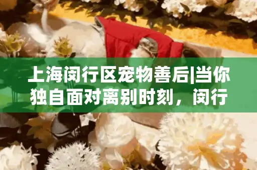 上海闵行区宠物善后|当你独自面对离别时刻，闵行区家庭首选方案是什么？