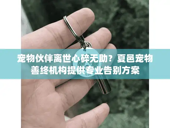 宠物伙伴离世心碎无助？夏邑宠物善终机构提供专业告别方案