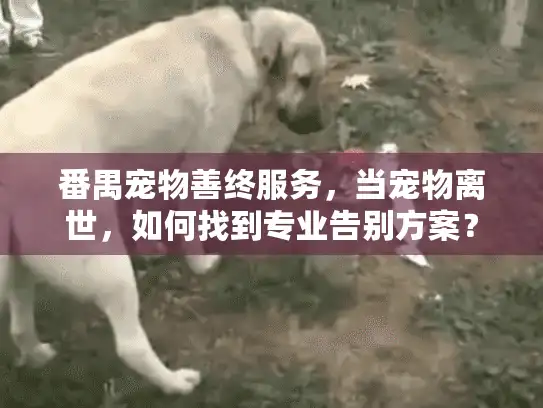 番禺宠物善终服务,当宠物离世,如何找到专业告别方案? 番禺宠物善终服务,当宠物离世,如何找到专业告别方案?