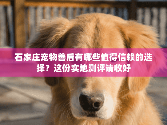 石家庄宠物善后有哪些值得信赖的选择?这份实地测评请收好 石家庄宠物善后有哪些值得信赖的选择?这份实地测评请收好