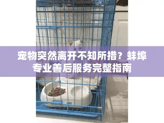 宠物突然离开不知所措？蚌埠专业善后服务完整指南