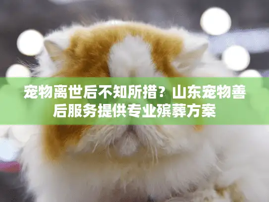 宠物离世后不知所措？山东宠物善后服务提供专业殡葬方案