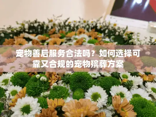 宠物善后服务合法吗?如何选择可靠又合规的宠物殡葬方案 宠物善后服务合法吗?如何选择可靠又合规的宠物殡葬方案