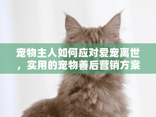 宠物主人如何应对爱宠离世，实用的宠物善后营销方案指南