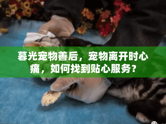 暮光宠物善后，宠物离开时心痛，如何找到贴心服务？