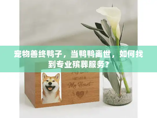 宠物善终鸭子，当鸭鸭离世，如何找到专业殡葬服务？