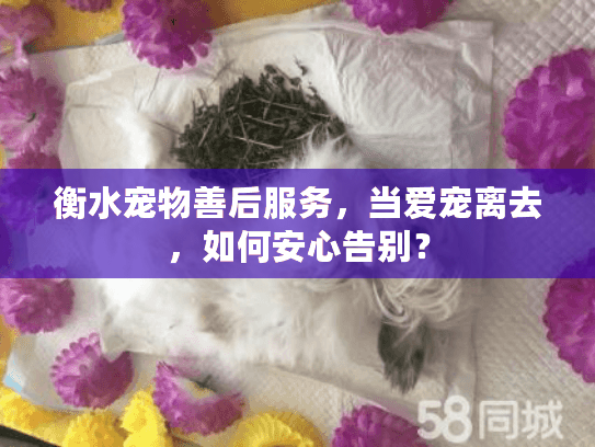 衡水宠物善后服务，当爱宠离去，如何安心告别？