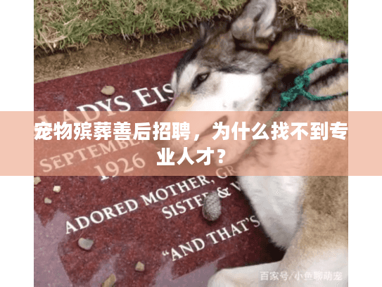 宠物殡葬善后招聘，为什么找不到专业人才？