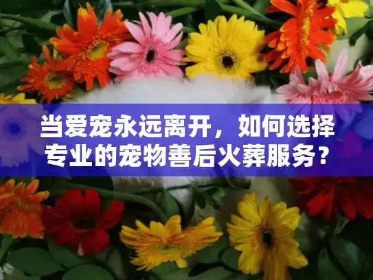 当爱宠永远离开,如何选择专业的宠物善后火葬服务? 当爱宠永远离开,如何选择专业的宠物善后火葬服务?