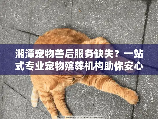 湘潭宠物善后服务缺失？一站式专业宠物殡葬机构助你安心告别