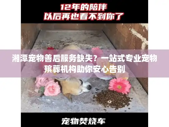 湘潭宠物善后服务缺失？一站式专业宠物殡葬机构助你安心告别