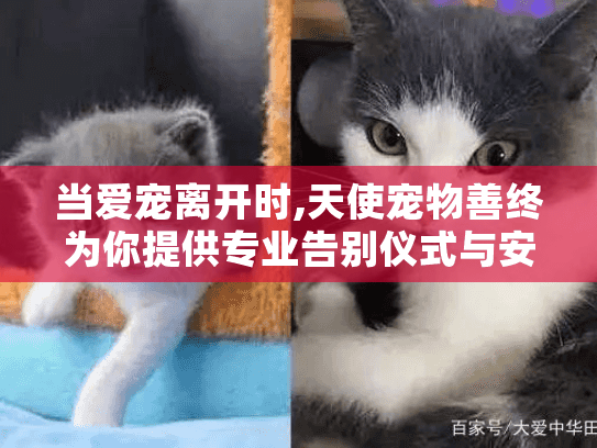 当爱宠离开时,天使宠物善终为你提供专业告别仪式与安心服务