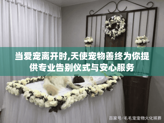 当爱宠离开时,天使宠物善终为你提供专业告别仪式与安心服务