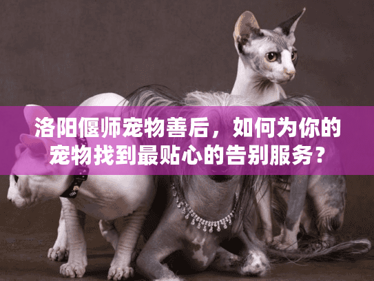洛阳偃师宠物善后，如何为你的宠物找到最贴心的告别服务？