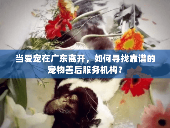当爱宠在广东离开，如何寻找靠谱的宠物善后服务机构？