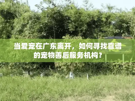 当爱宠在广东离开，如何寻找靠谱的宠物善后服务机构？