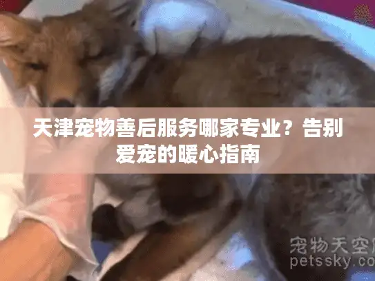 天津宠物善后服务哪家专业？告别爱宠的暖心指南