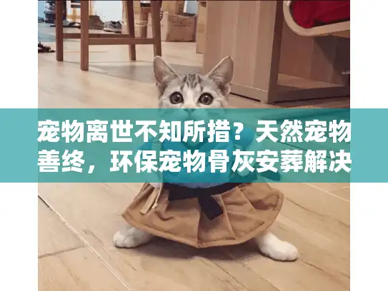 宠物离世不知所措？天然宠物善终，环保宠物骨灰安葬解决方案