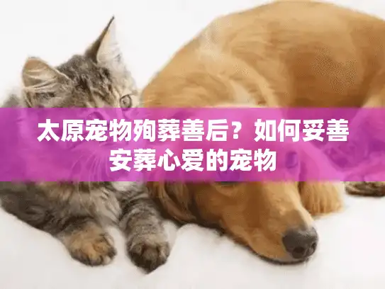 太原宠物殉葬善后？如何妥善安葬心爱的宠物