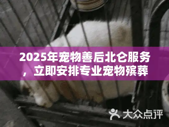 2025年宠物善后北仑服务，立即安排专业宠物殡葬