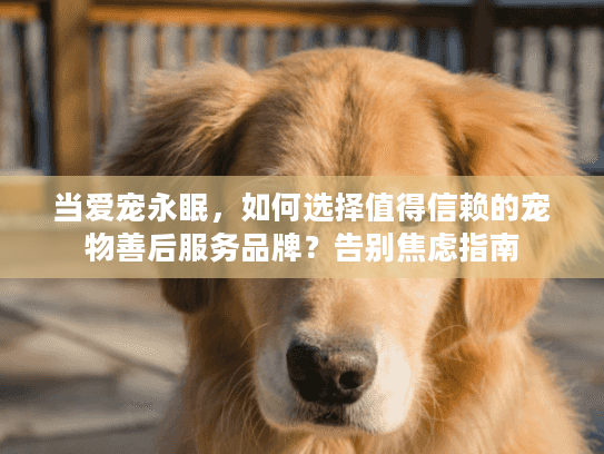 当爱宠永眠，如何选择值得信赖的宠物善后服务品牌？告别焦虑指南