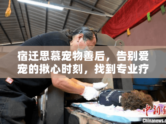 宿迁思慕宠物善后,告别爱宠的揪心时刻,找到专业疗愈服务 宿迁思慕宠物善后,告别爱宠的揪心时刻,找到专业疗愈服务