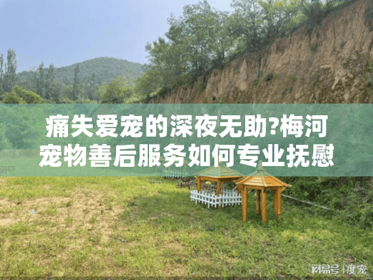 痛失爱宠的深夜无助?梅河宠物善后服务如何专业抚慰您的心