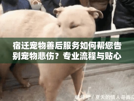 宿迁宠物善后服务如何帮您告别宠物悲伤？专业流程与贴心关怀指南