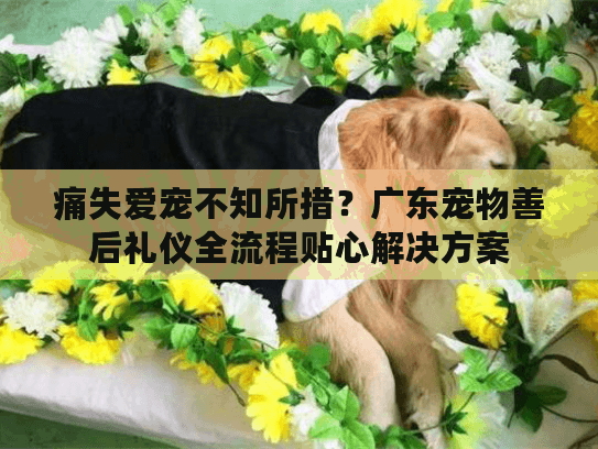 痛失爱宠不知所措？广东宠物善后礼仪全流程贴心解决方案