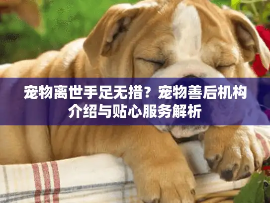 宠物离世手足无措？宠物善后机构介绍与贴心服务解析