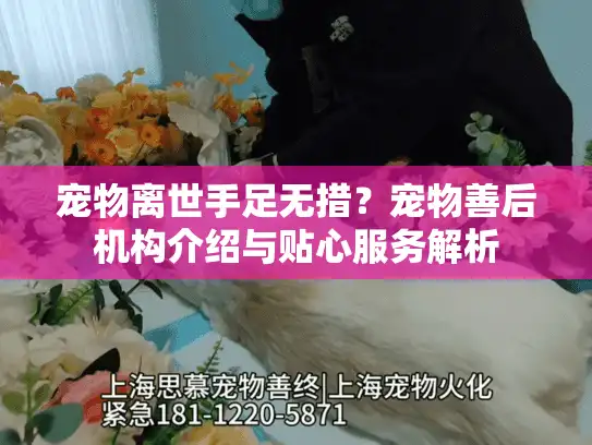 宠物离世手足无措？宠物善后机构介绍与贴心服务解析