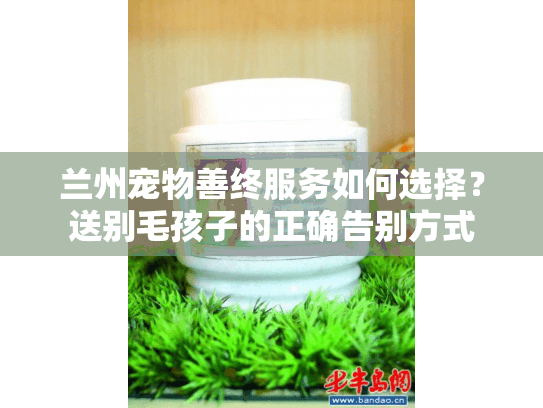 兰州宠物善终服务如何选择?送别毛孩子的正确告别方式 兰州宠物善终服务如何选择?送别毛孩子的正确告别方式