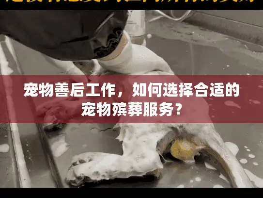 宠物善后工作，如何选择合适的宠物殡葬服务？