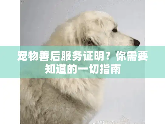 宠物善后服务证明?你需要知道的一切指南 宠物善后服务证明?你需要知道的一切指南